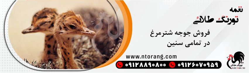 جوجه شترمرغ 3 ماهه 09126070959
